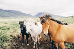 communiceren_met_dieren_natuur