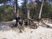 communiceren_met_natuur_bomen